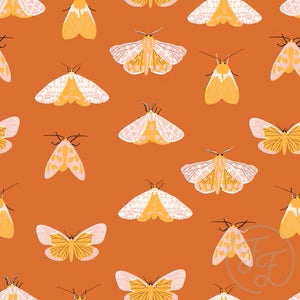 Halloween Moth in Cocoa